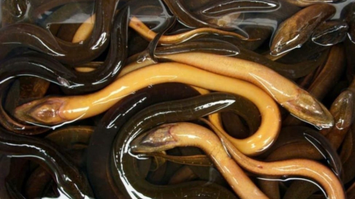 Vietnamese eel conquers many markets